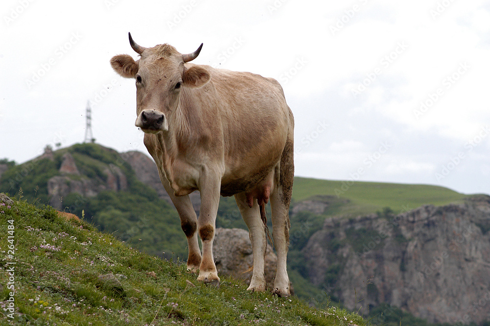 the cow is grazed in mountains of caucasus the cow is grazed in mountains of caucasus