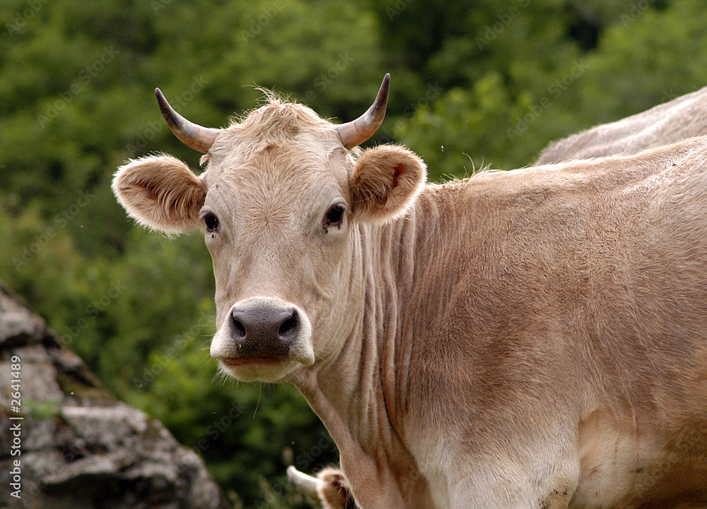 the cow is grazed in mountains of caucasus the cow is grazed in mountains of caucasus