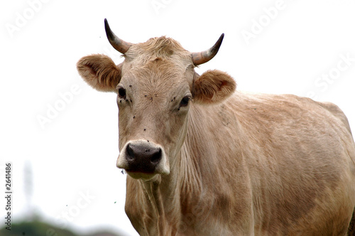 the cow is grazed in mountains of caucasus