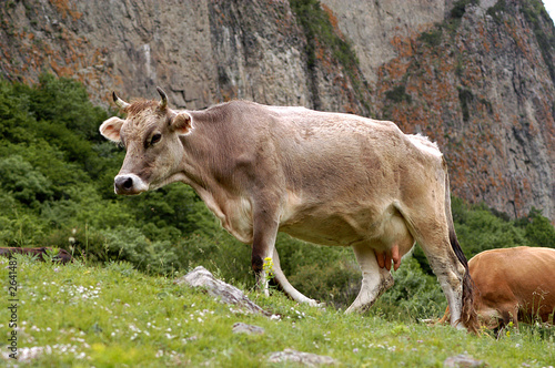 Wallpaper Mural the cow is grazed in mountains of caucasus Torontodigital.ca