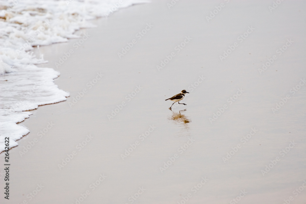 Fototapeta premium shorebird