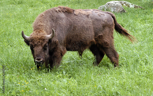 the caucasian bison