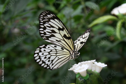 big beautiful tropical butterfly in white and black color on white small flower with green background
