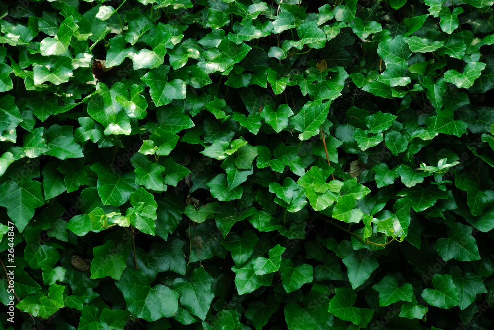 horizontal ivy background horizontal ivy background