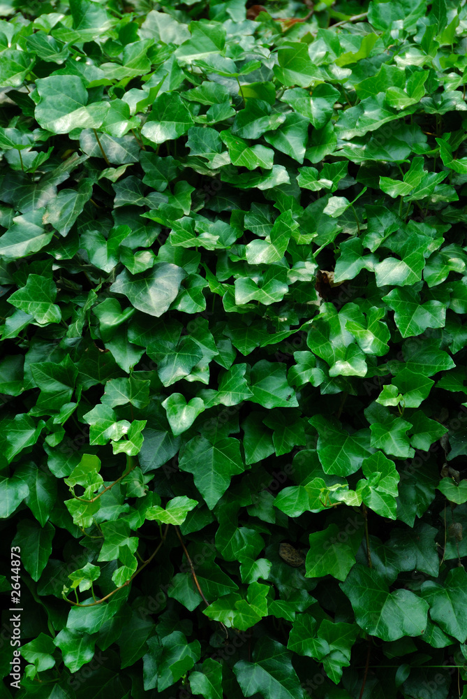 vertical ivy background vertical ivy background