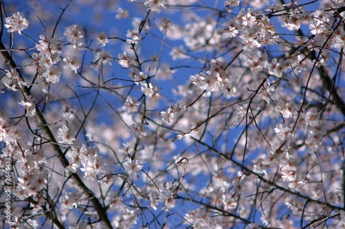 spring blossom © Andrei Kazarov