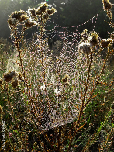 web in the autumn