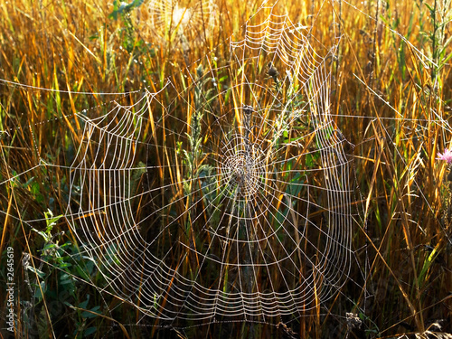 web in the autumn