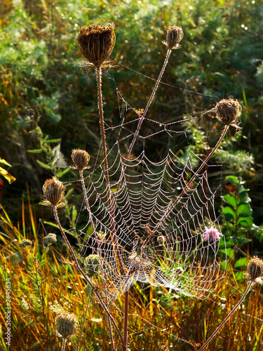 web in the autumn