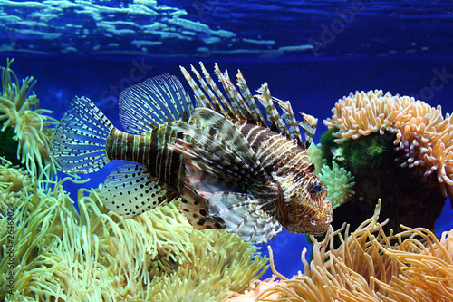 fish 7