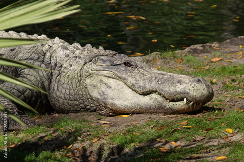 alligator