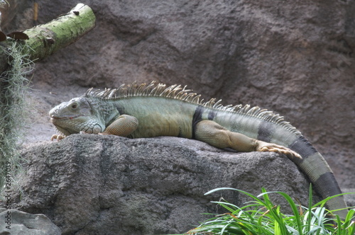 reptile