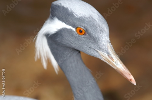 gray bird