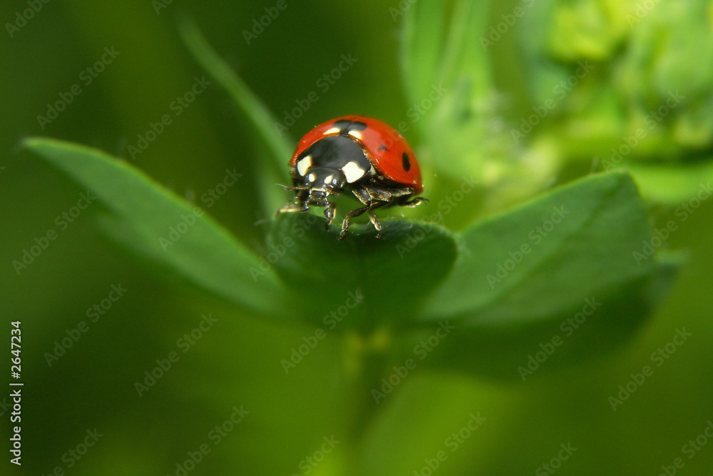 coccinelle coccinelle