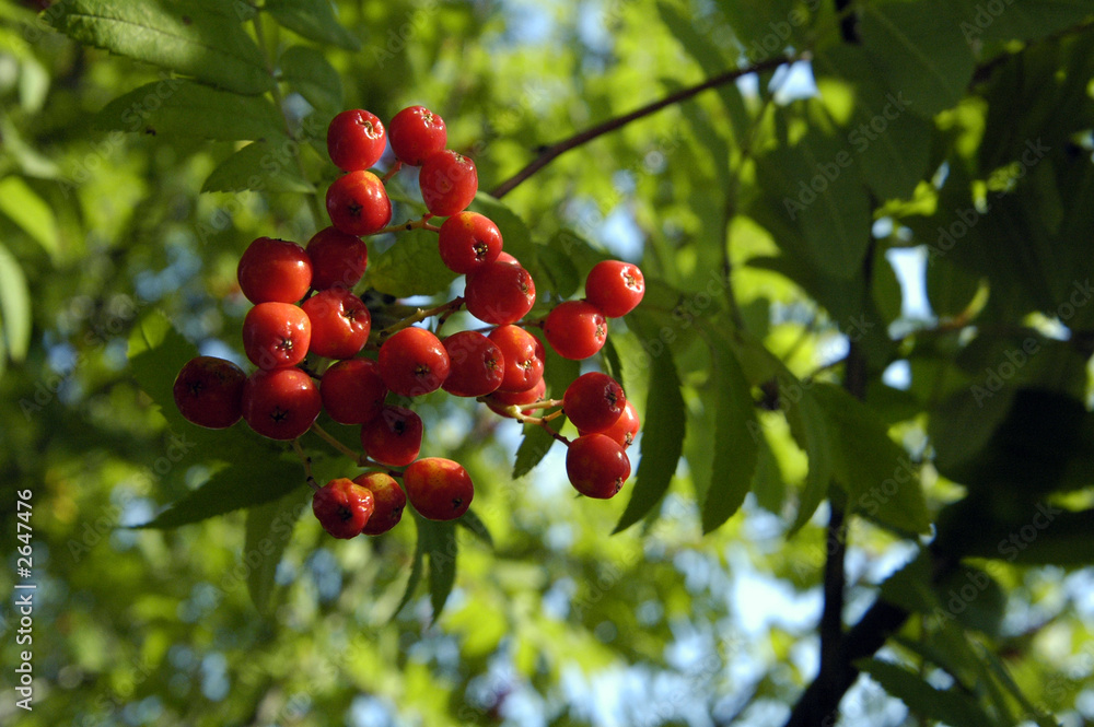 rowan berries rowan berries