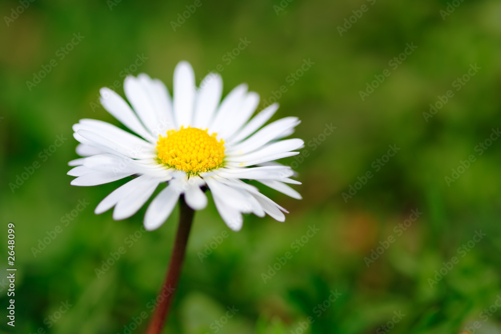 daisy flower