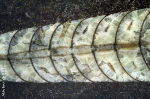 fossile di antico cefalopode photo