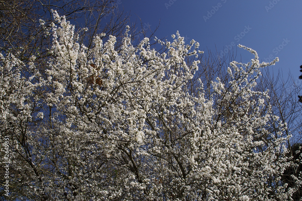 le printemps arrive