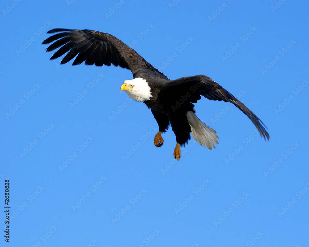 Obraz premium in flight