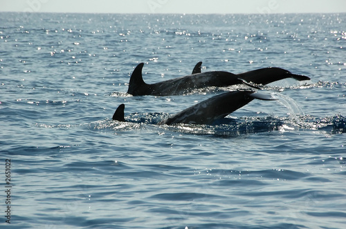 dolphins in the azores © Nelson Cardoso