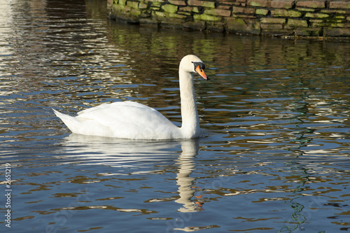 an elegant white swan with a clear water reflectio