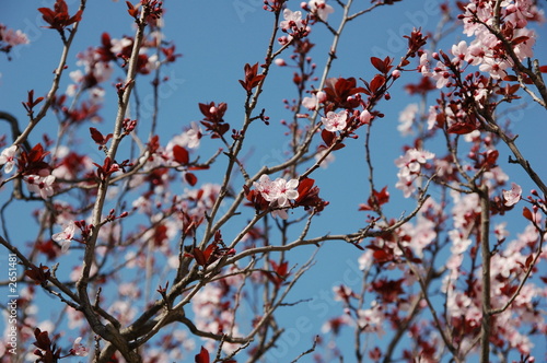 enfin le printemps !