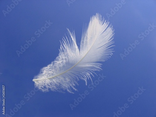 feder photo