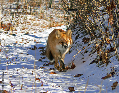 red fox 13