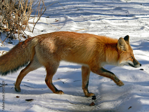 Fototapeta Naklejka Na Ścianę i Meble -  red fox 9