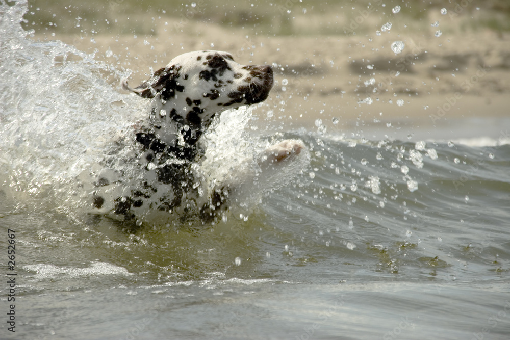 Obraz premium dalmatian 01