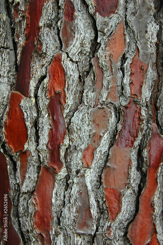 tree bark background