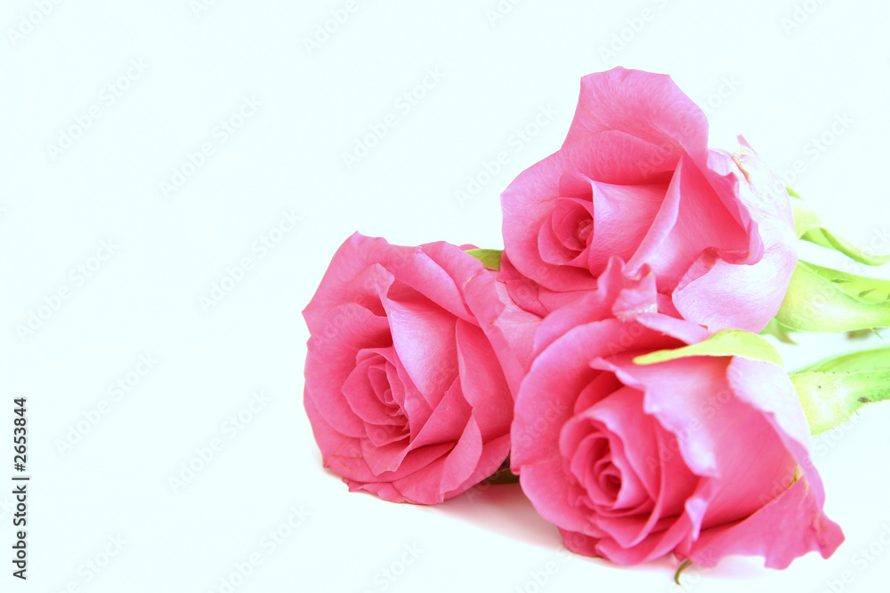 pink roses pink roses