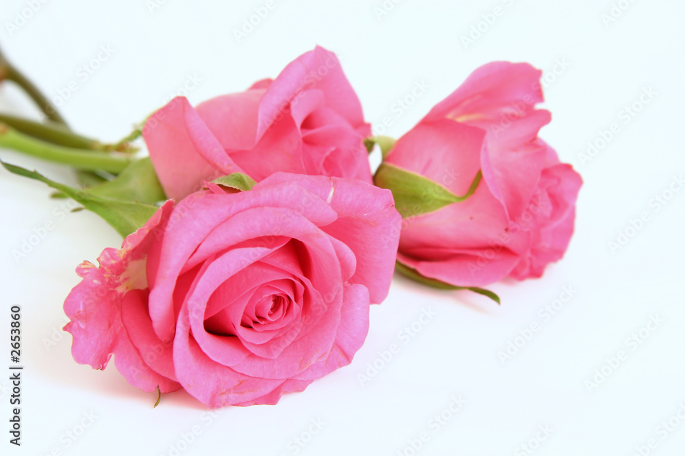 pink roses