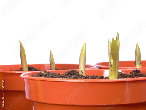 young plants on flowerpots