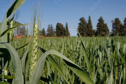 wheat field