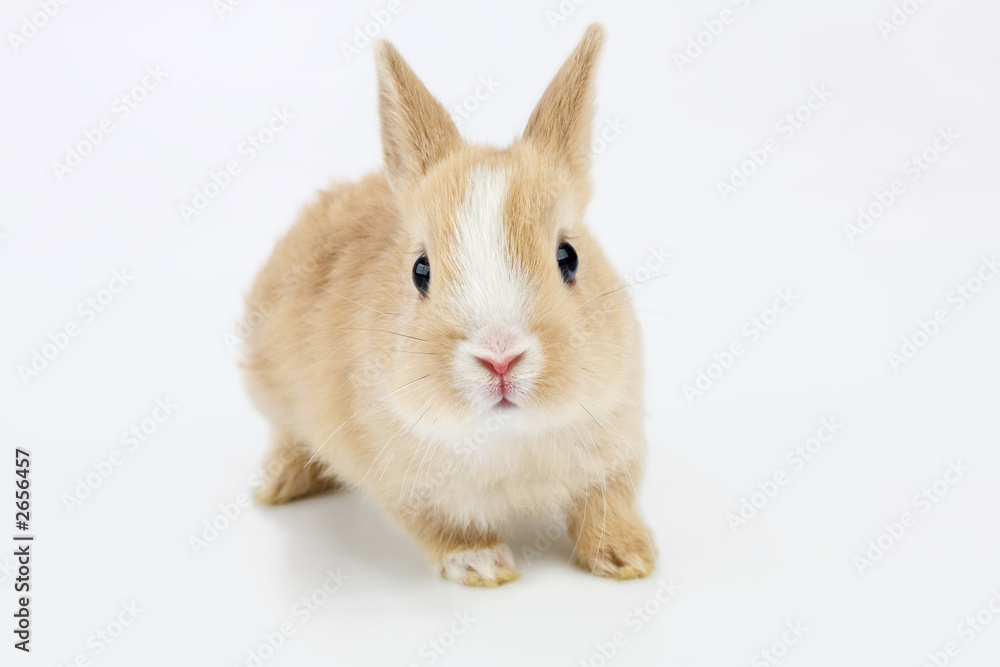 brown-white bunny, isolated on white