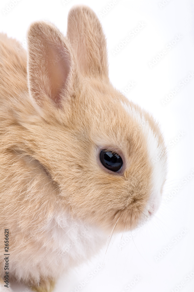 Fototapeta premium cute brown-white bunny, isolated on white