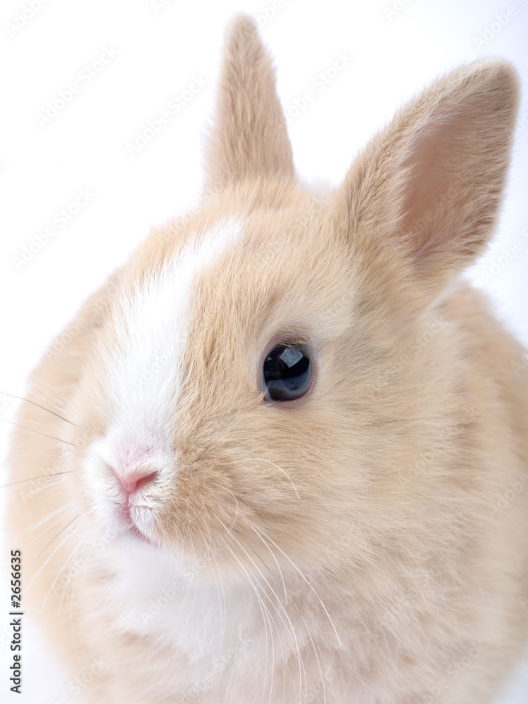 brown-white bunny, isolated on white