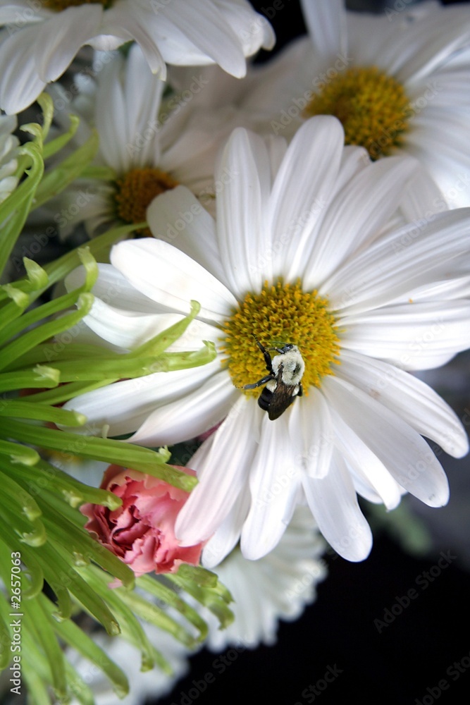 Obraz premium sign of spring