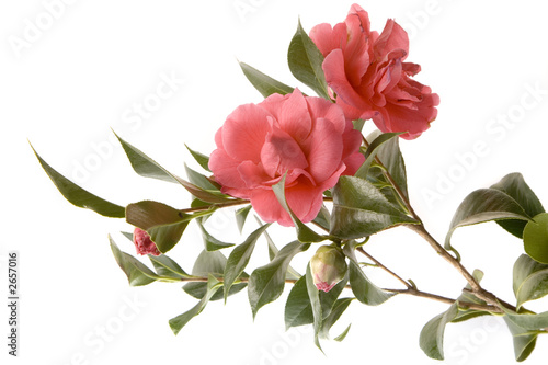Foto the camellia sasanqua, two buds, two blossoms