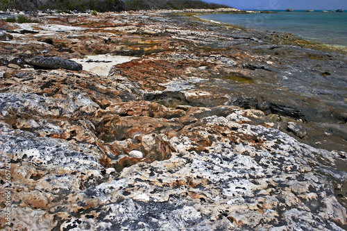 larva seashore