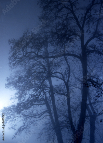 trees on a misty, winter evening © Rafal