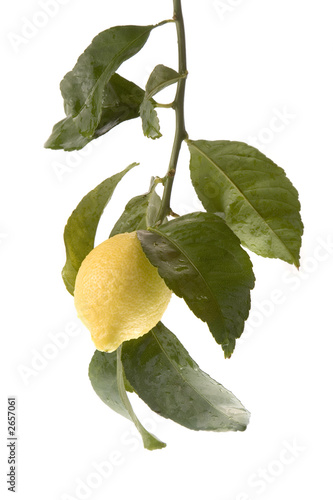 low hanging lemon