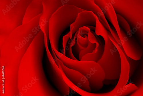 red rose ii
