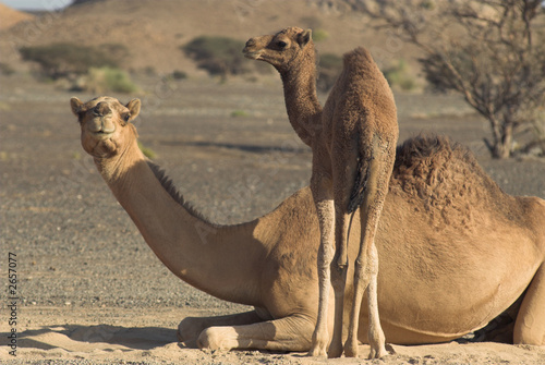baby camel and its mother