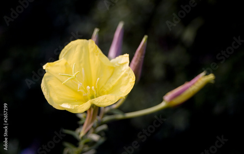 evening primrose (oenothera biennis)