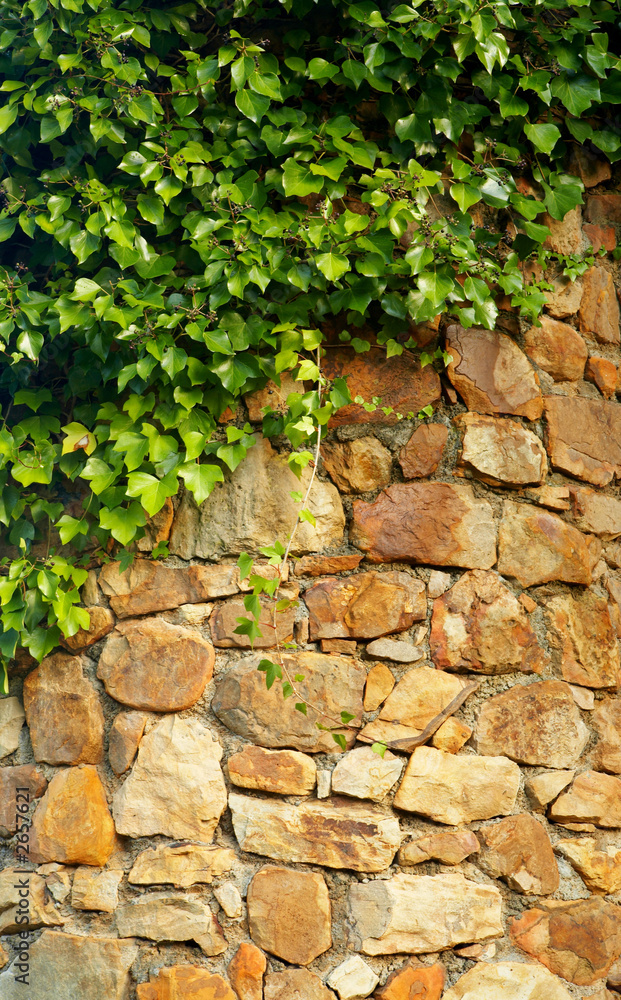 ivy climbing the old wall ivy climbing the old wall