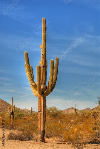 desert saguaro 37
