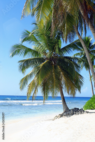 palm trees on tropical island beach