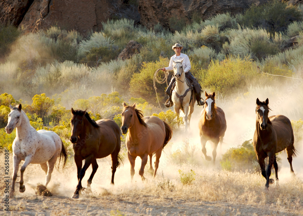 Fototapeta premium bringing in the herd